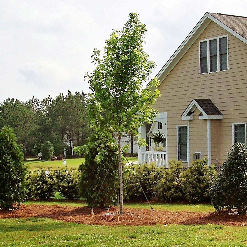 October Glory Red Maple Shade Tree MAPOCT05G