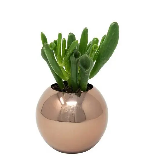 Glossy Polished  Metal Planter Home Indoor Outdoor Garden Usage Customized Size Metal Planter