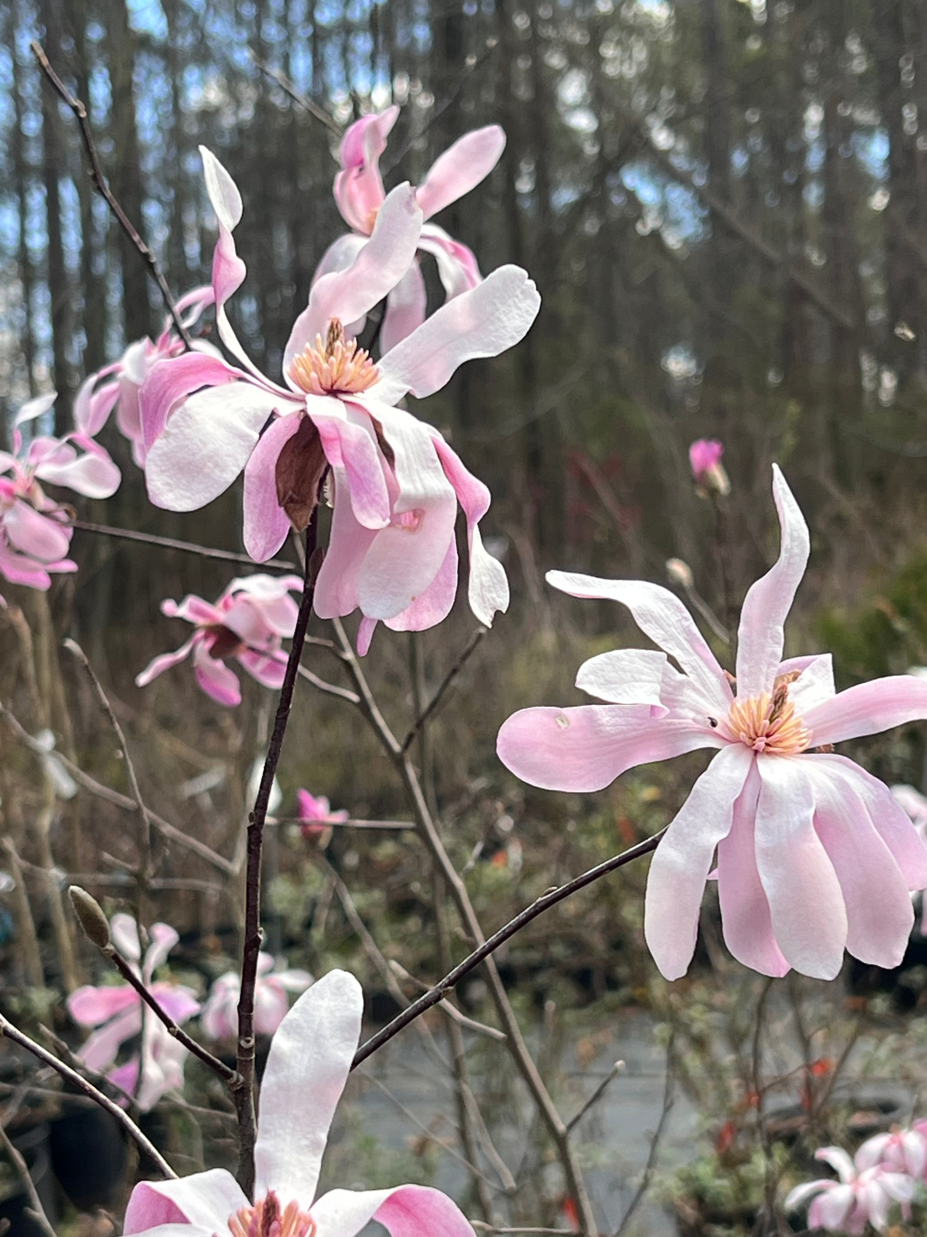 Leonard Messel Magnolia Tree