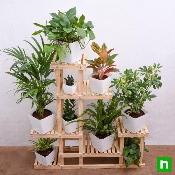 Attractive houseplants on wooden stand for indirect bright light area