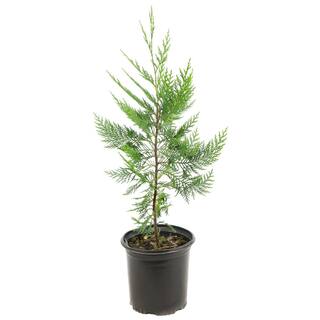 national PLANT NETWORK 2.5 qt. Cypress Leyland Shrub HD1100