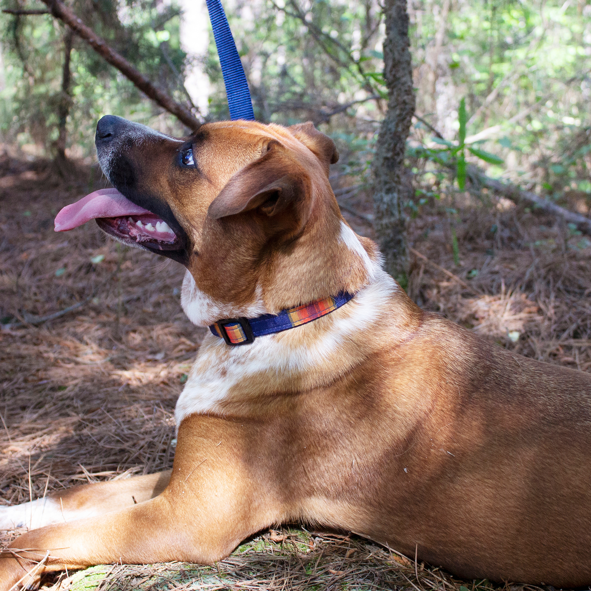 Pendleton Park Collar | Grand Canyon