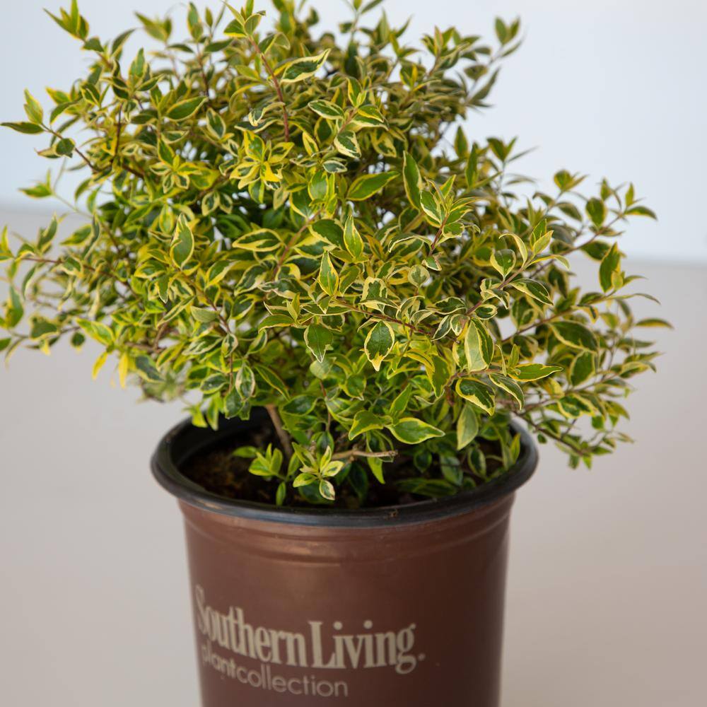 SOUTHERN LIVING 2.5 Qt. Miss Lemon Abelia With Light Pink Flowers Live Semi-Evergreen Shrub Plant 0157Q