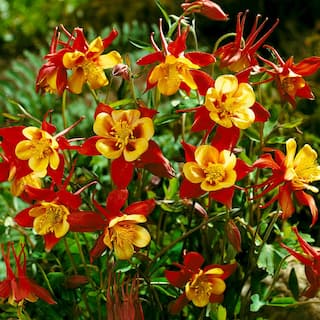 VAN ZYVERDEN Aquilegia Columbine Crimson Star (Set of 5 Roots) 83369