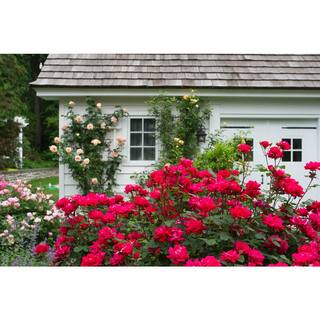 KNOCK OUT 1 Gal. Red Double Knock Out Live Rose Bush with Red Flowers 71371