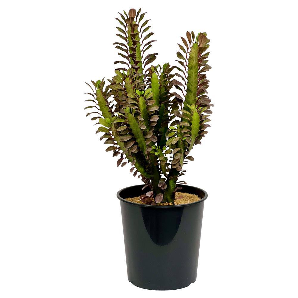 Pure Beauty Farms 1.5 Gal. Cactus Euphorbia (Trigona Rubra) in 8.25 in. Grower's Pot DC2GCACEUPRED