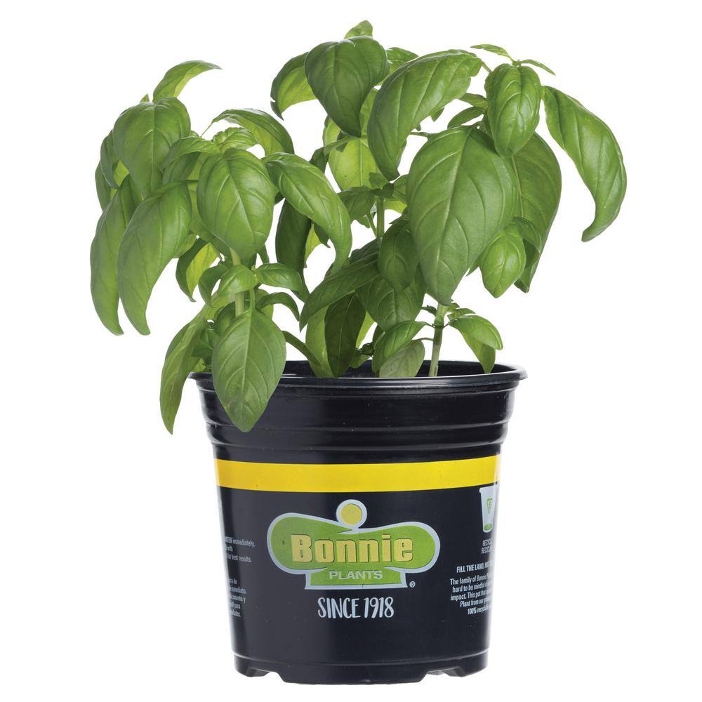 Bonnie Plants 2.32 qt. Sweet Basil Herb Plant 5010