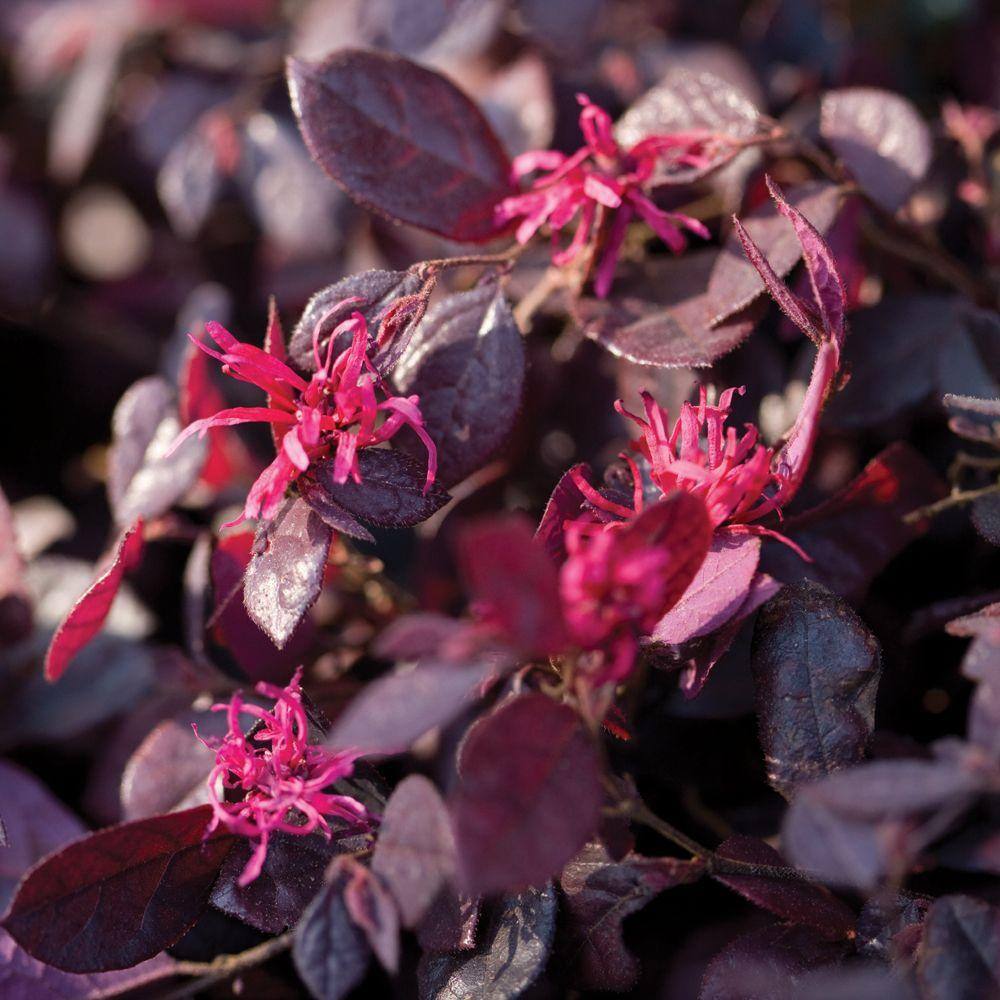 SOUTHERN LIVING 3 Gal. Purple Diamond Semi-Dwarf Loropetalum Evergreen Shrub with Purple Foliage Pink Ribbon Blooms 42103