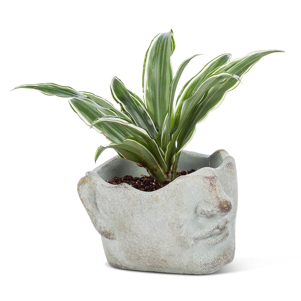 Small Tilted Face Planter