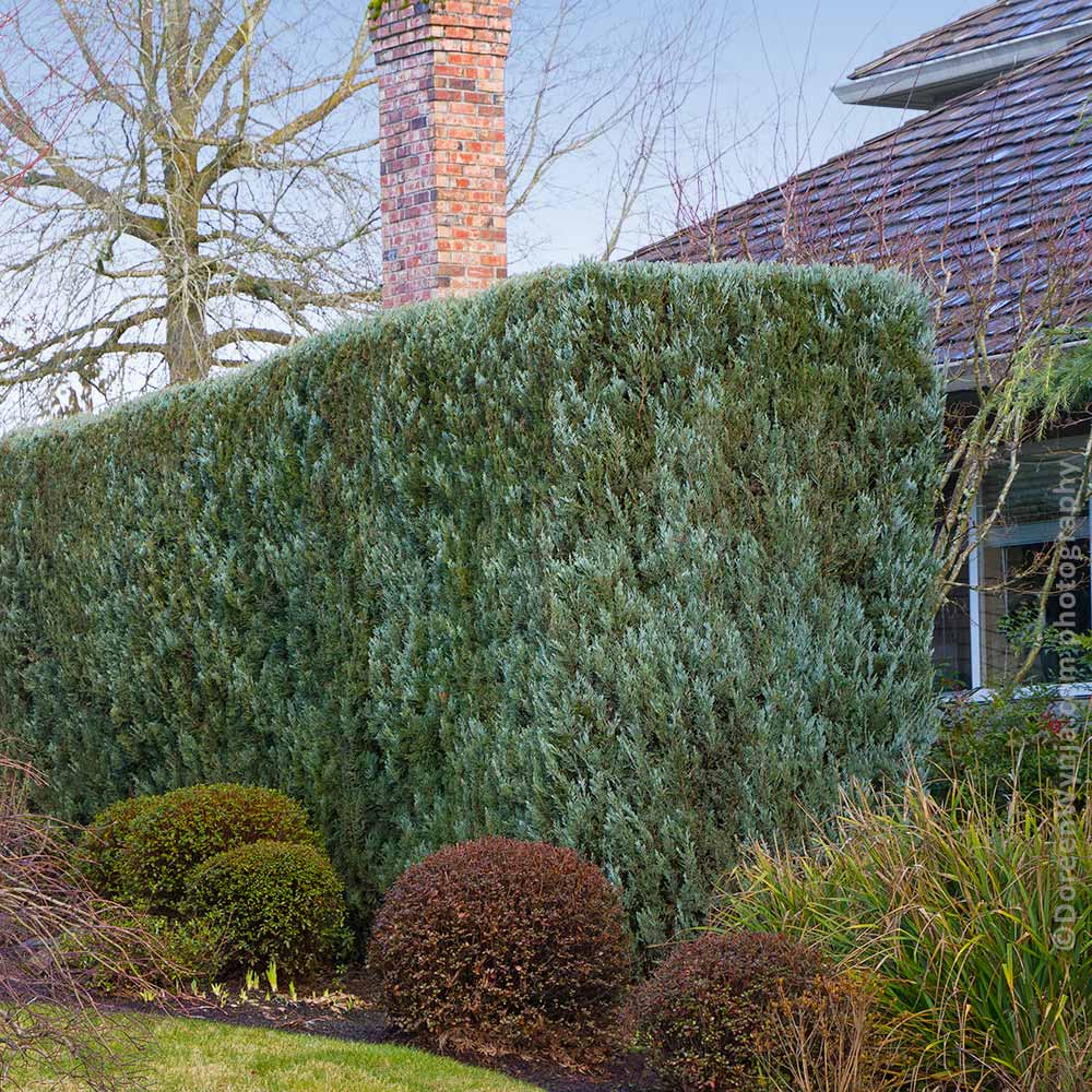 Juniper 'Wichita Blue' Tree