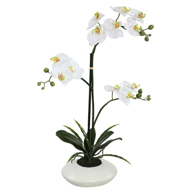 Orchid Arrangement