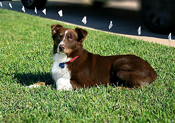 Extreme Dog Fence Pro Grade Electronic Dog Fence System