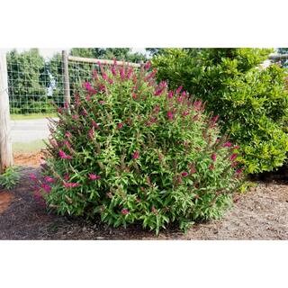 FIRST EDITIONS 3 Gal. Funky Fuchsia Butterfly Bush Flowering Shrub with Fragrant Reddish-Pink Flowers BBBUD33FUH1PK