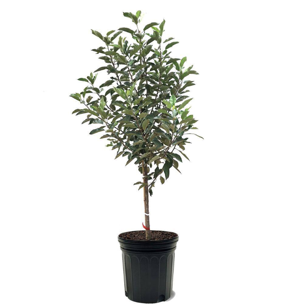 7 Gal. Semi-Dwarf Fuji Apple Tree APPFUJ07GD