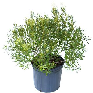 national PLANT NETWORK 2.25 Gal. Dwarf Wax Myrtle Shrub HD7191