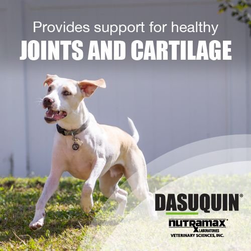 Nutramax Dasuquin Hip and Joint Chewable Tablets Joint Supplement for Small and Medium Dogs