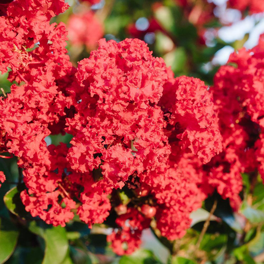 FIRST EDITIONS 3 gal. Ruffled Red Magic Crapemyrtle Flowering Shrub with Red Flowers 14104