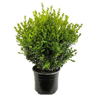 2.25 Gal. Green Mountain Live Boxwood (Buxus) Live Shrub 1000043264
