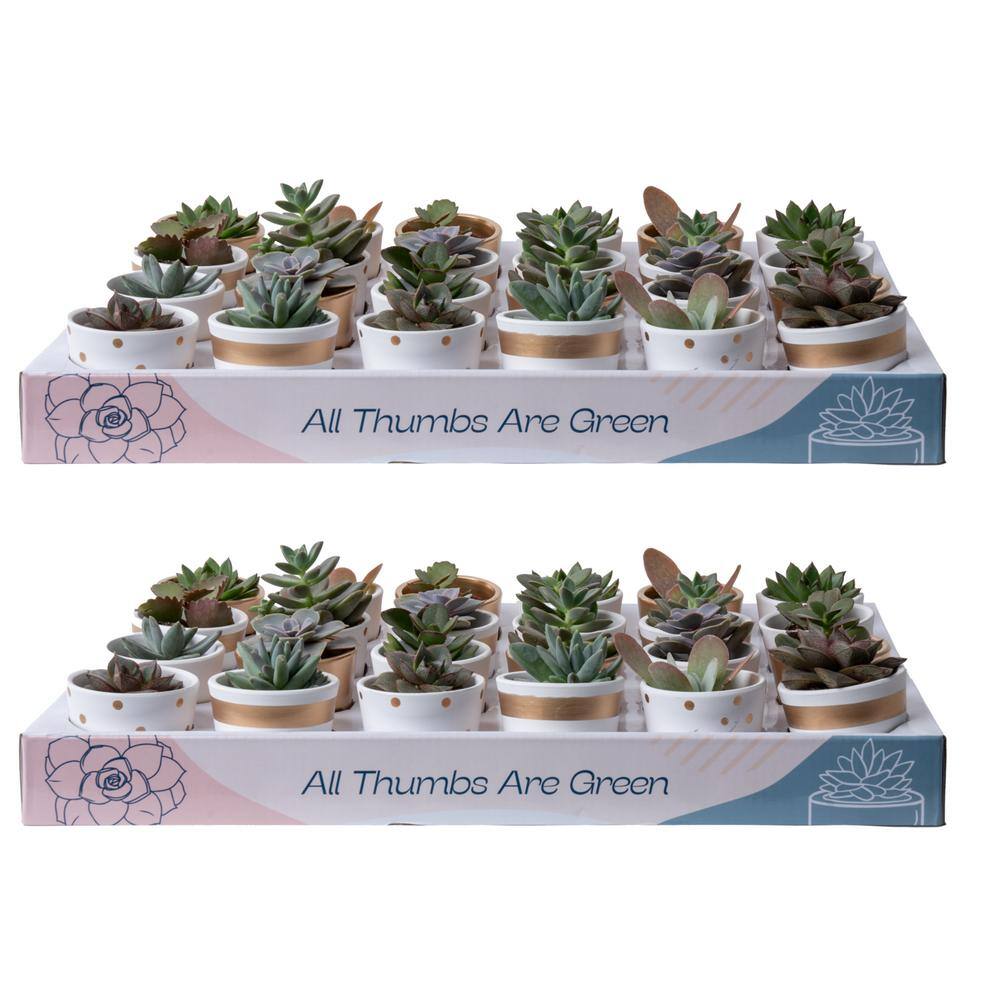 Costa Farms Mini Indoor Succulent Plants in 2 in. Ceramic Pots and Tray Avg. Shipping Height 2 in. Tall (48-Pack) CO.2SUCTRAY48