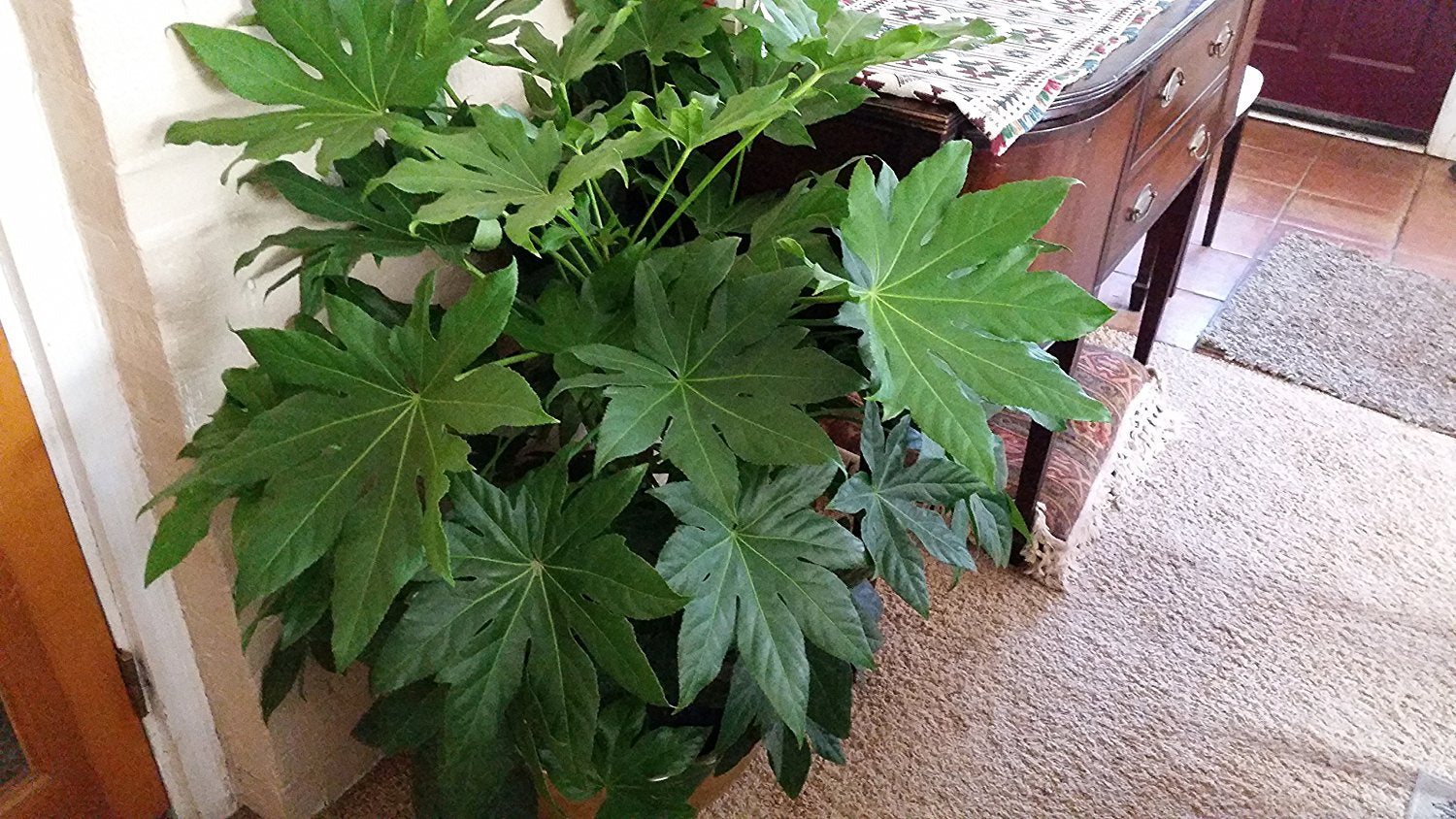 Fatsia Japonica