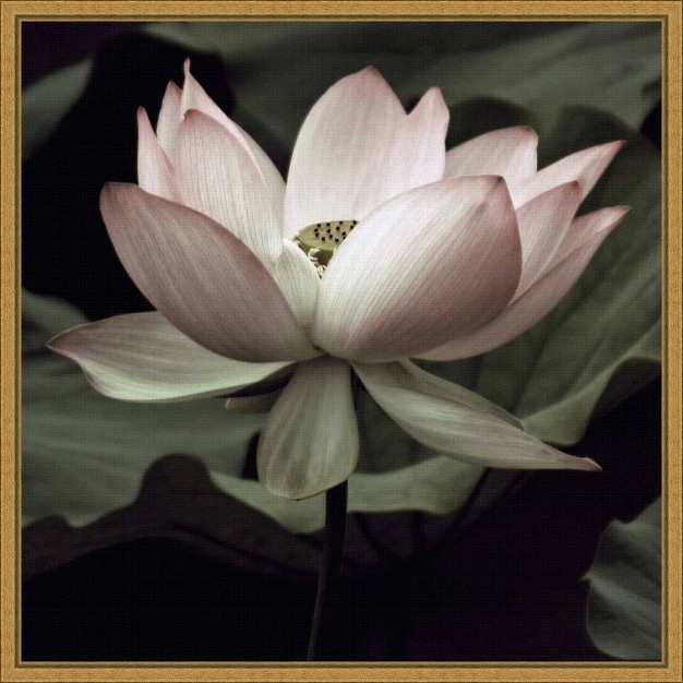 X 16 quot The Lotus I By Andy Neuwirth Framed Canvas Wall Art Amanti Art