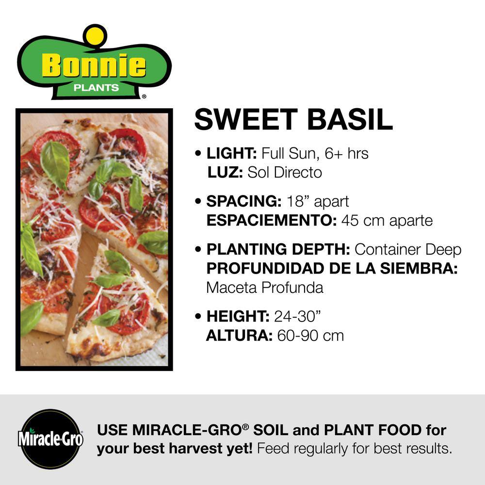 Bonnie Plants 2.32 qt. Sweet Basil Herb Plant 5010