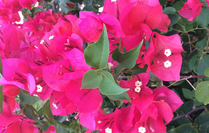 2 Bougainvillea 'Sharon Wesley' Plants in 4