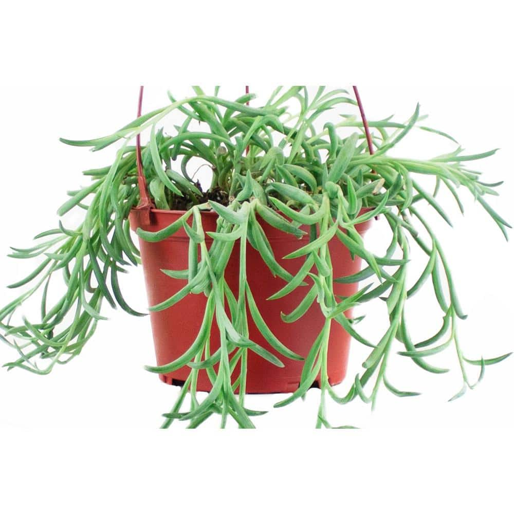 Shop Succulents 6 in. Senecio Radicans String of Fishhooks Fast-Growing Trailing Succulent IndoorOutdoor Houseplant 1-FISHHOOK-6