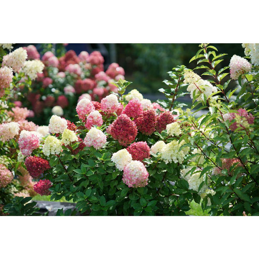PROVEN WINNERS 1 Gal. Little Lime Punch Panicle Hydrangea (Paniculata) Live Plant Shrub Green White and Pink Flowers HYDPRC1216101