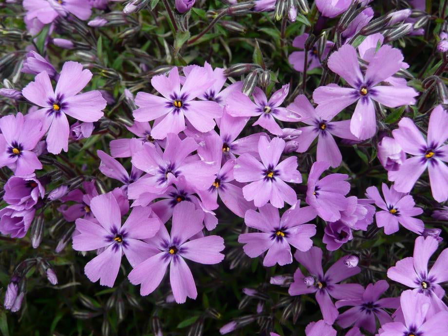 Classy Groundcovers - Phlox subulata 'Purple Beauty'  {25 Pots - 3 1/2 inch Square}