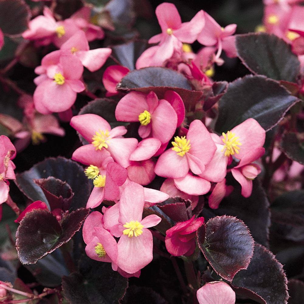 10.75 in. Bronze Leaf Pink Begonia Hanging Basket Plant 10024