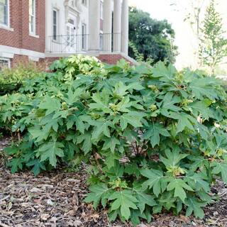 FIRST EDITIONS 2 gal. Jetstream Oakleaf Hydrangea Flowering Shrub with Beautiful White Aging to Pink Flowers 14843