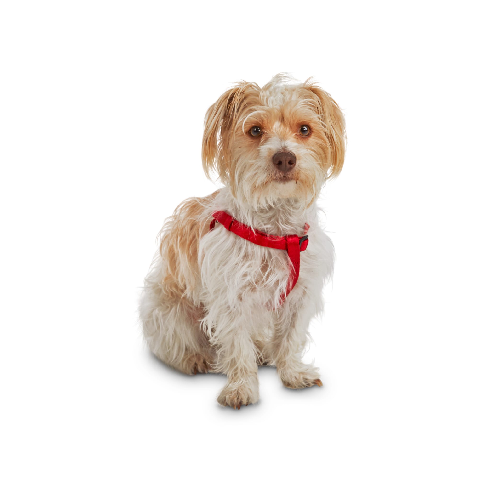 Good2Go Easy Step-In Red Comfort Dog Harness， X-Small