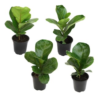 ALTMAN PLANTS 4.25 in. FICUS LYRATA - Fiddle Leaf Fig Houseplants (4-Pack) 0872473