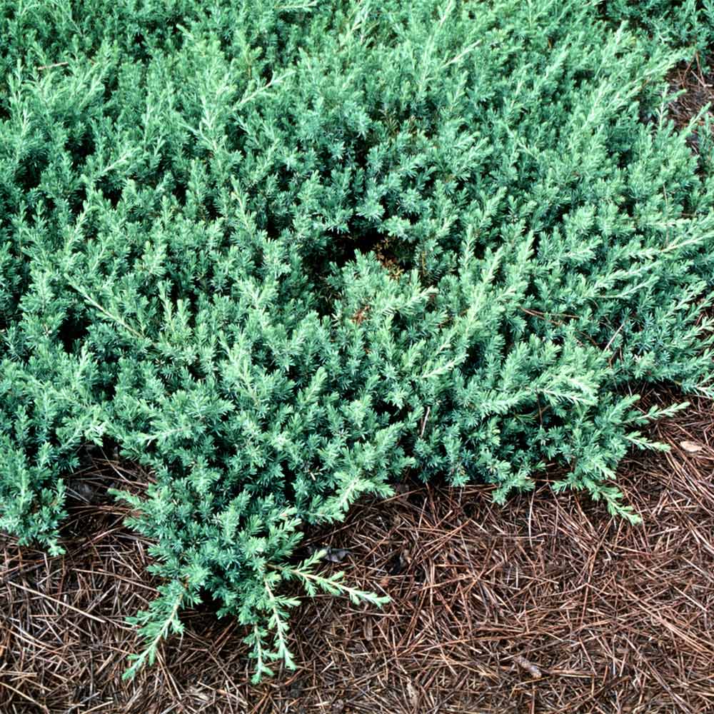 Blue Pacific Juniper