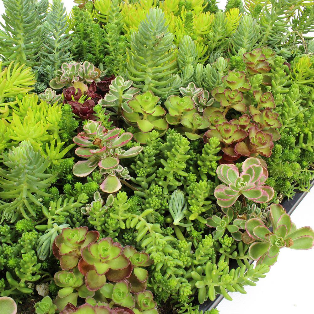 SMART PLANET 10 in. x 20 in. Multi-Color Sedum Mat 0872451