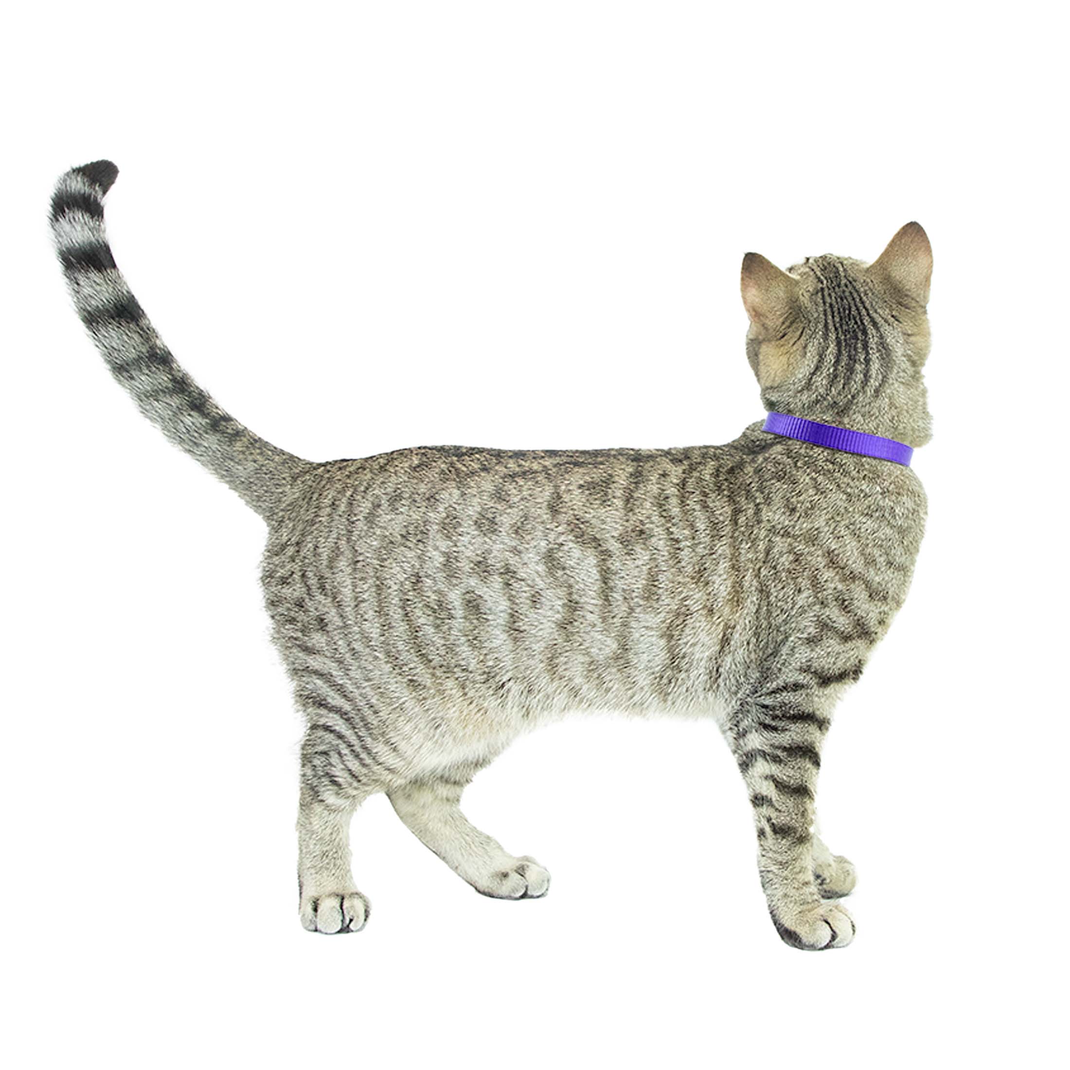 Vibrant Life 2-Pack Cat Collar， Multi Color Rainbow Stripe， and Solid Blue， One Size