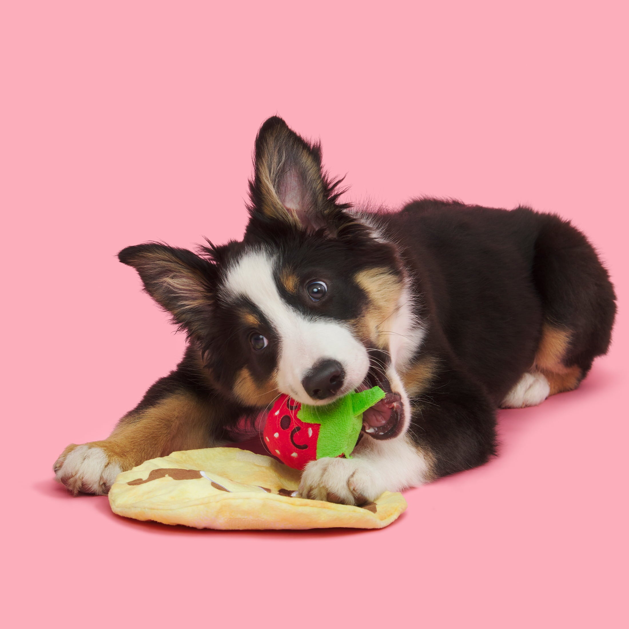 BARK Wake N Crepe Dog Toy， Multi-color - Barkfest in Bed