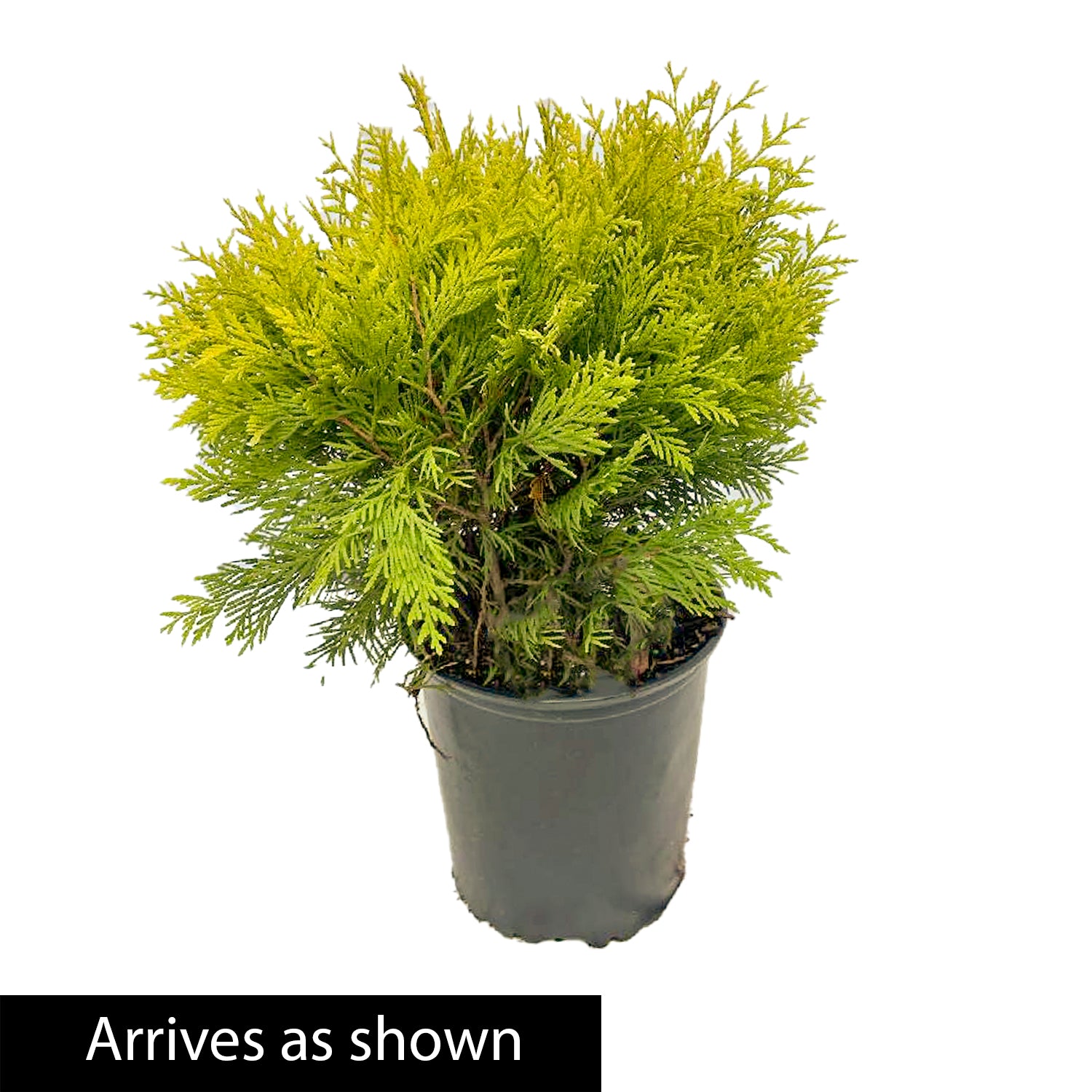 Golden Globe Arborvitae Evergreen Shrub， grown in a 1.50 Gallon Pot (1-Pack)