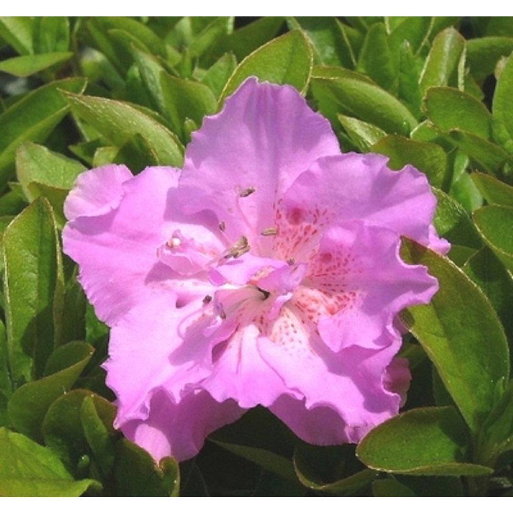 BELL NURSERY 1 Gal. Elsie Lee Azalea Live Shrub Lavender Flowers (3-Pack) AZLEA1LEE3PK