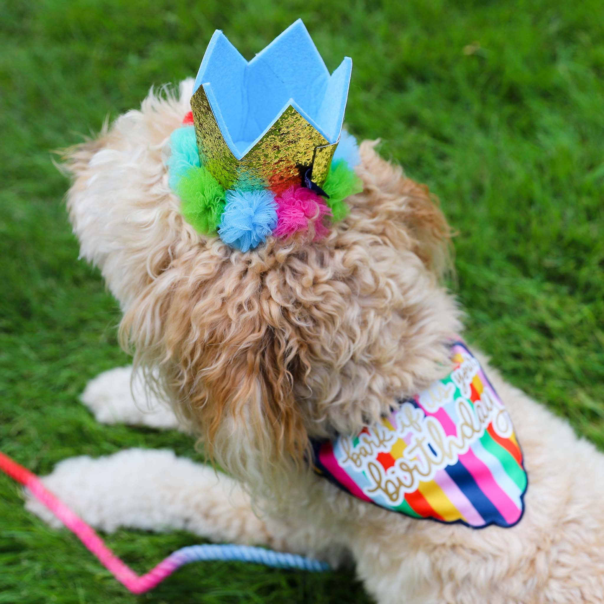 Packed Party Dog Party Crown