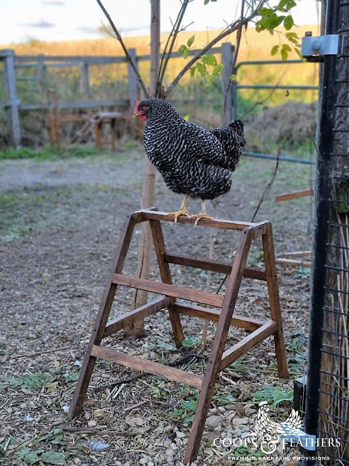 Coops and Feathers Poultry Portable A-Frame Hen Roosting Ladder