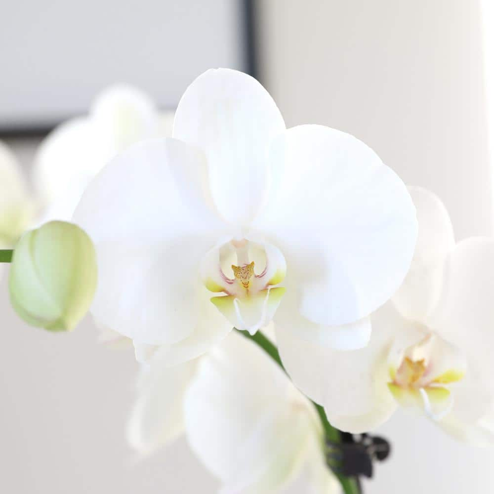 Just Add Ice Premium Orchid (Phalaenopsis) White with Yellow Throat Plant in 5 in. White Ceramic Pottery J5009