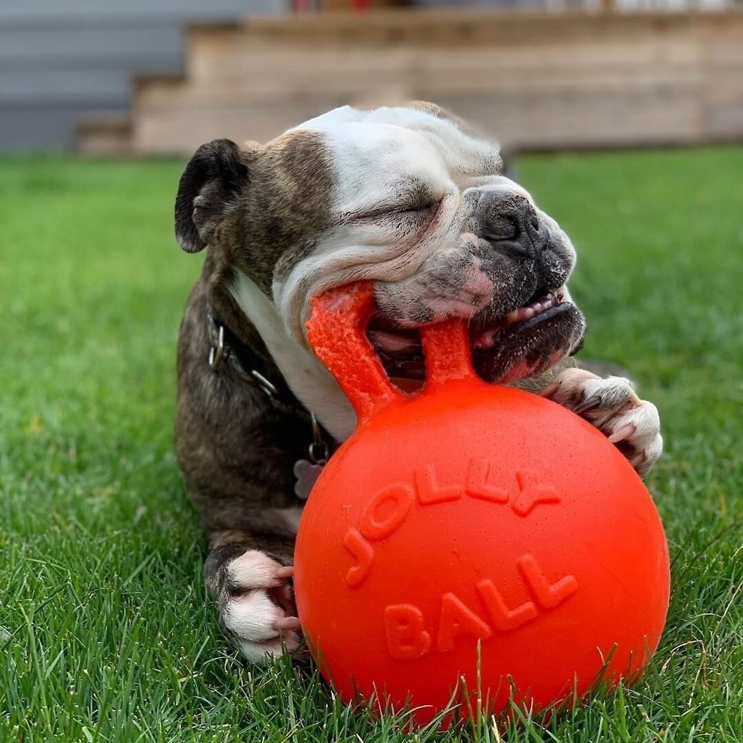 Jolly Pets Tug-n-Toss Dog Toy， Orange