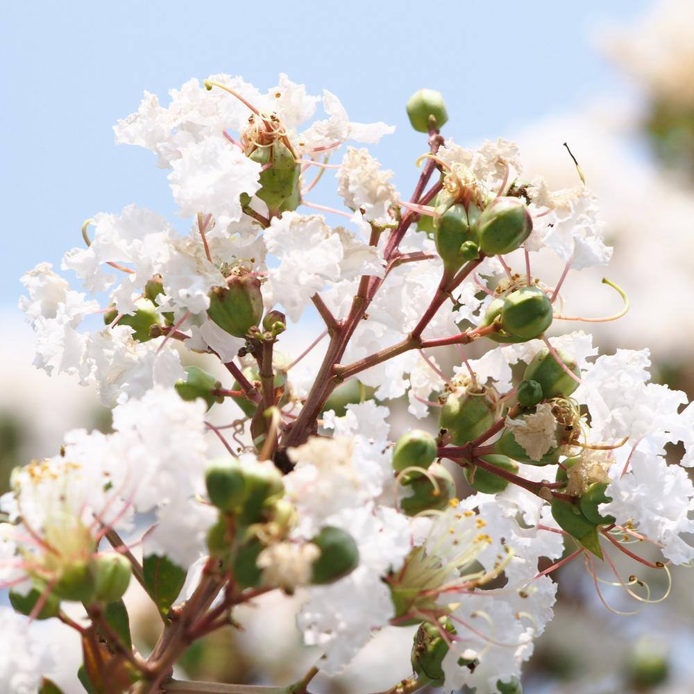 national PLANT NETWORK 3 gal. Crape Myrtle Natchez Shrub with White Flowers HD1832