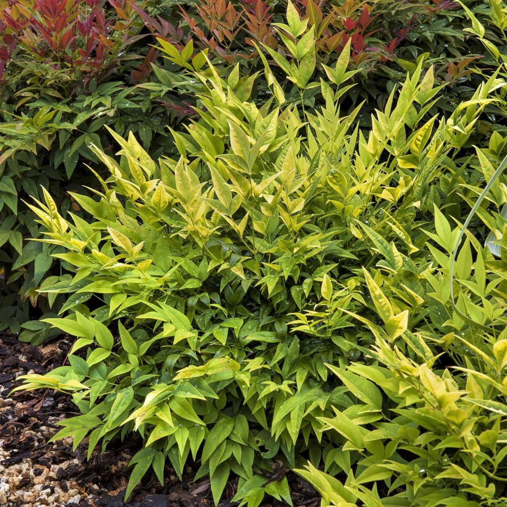 SOUTHERN LIVING 2 Gal. Lemon Lime Nandina Live Evergreen Shrub Lime Green New Foliage 43162