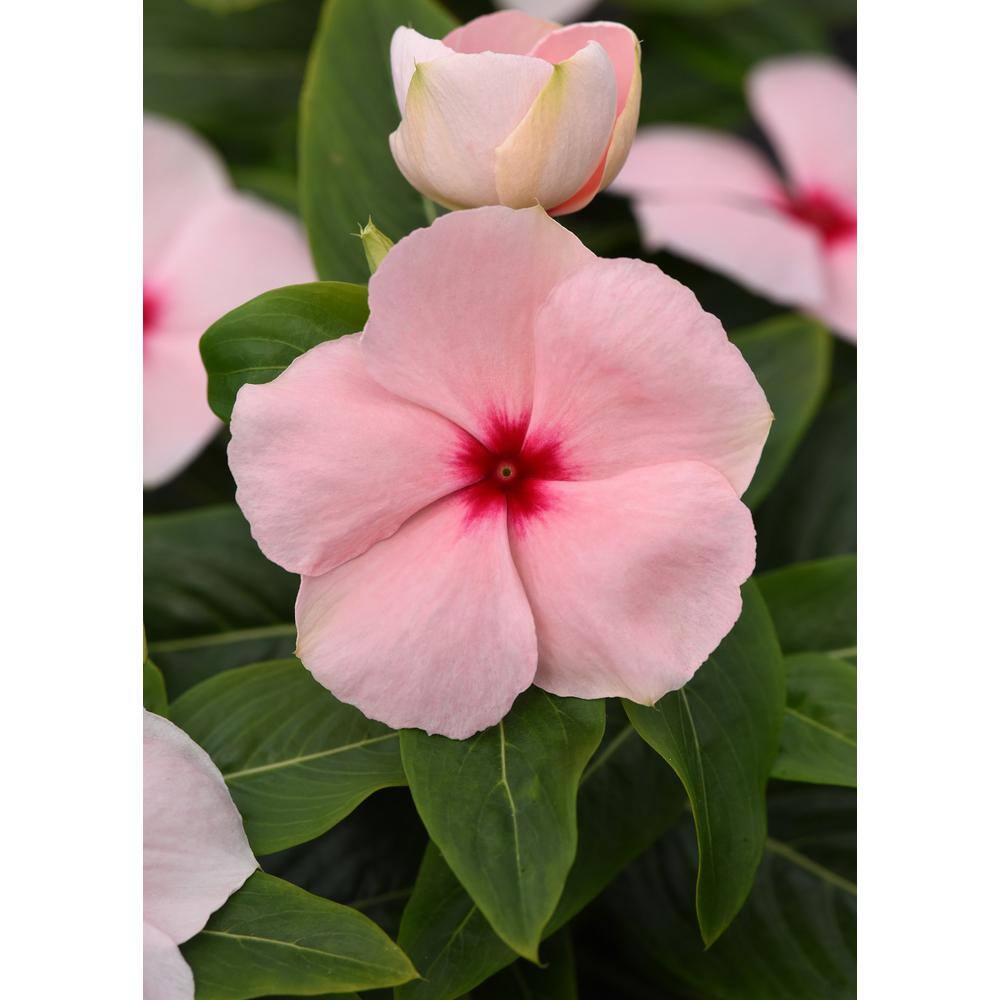 BELL NURSERY 4 in. Pink Vinca Annual Live Plant Pink Flowers (Pack of 6) VINCA4PNK6PK