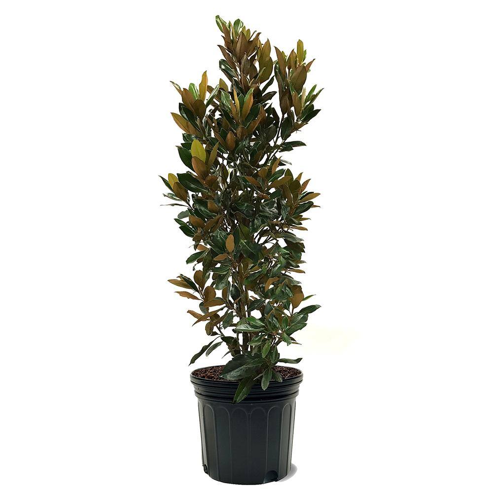 Little Gem Southern Magnolia White Flowering Evergreen Tree MAGLIT07G