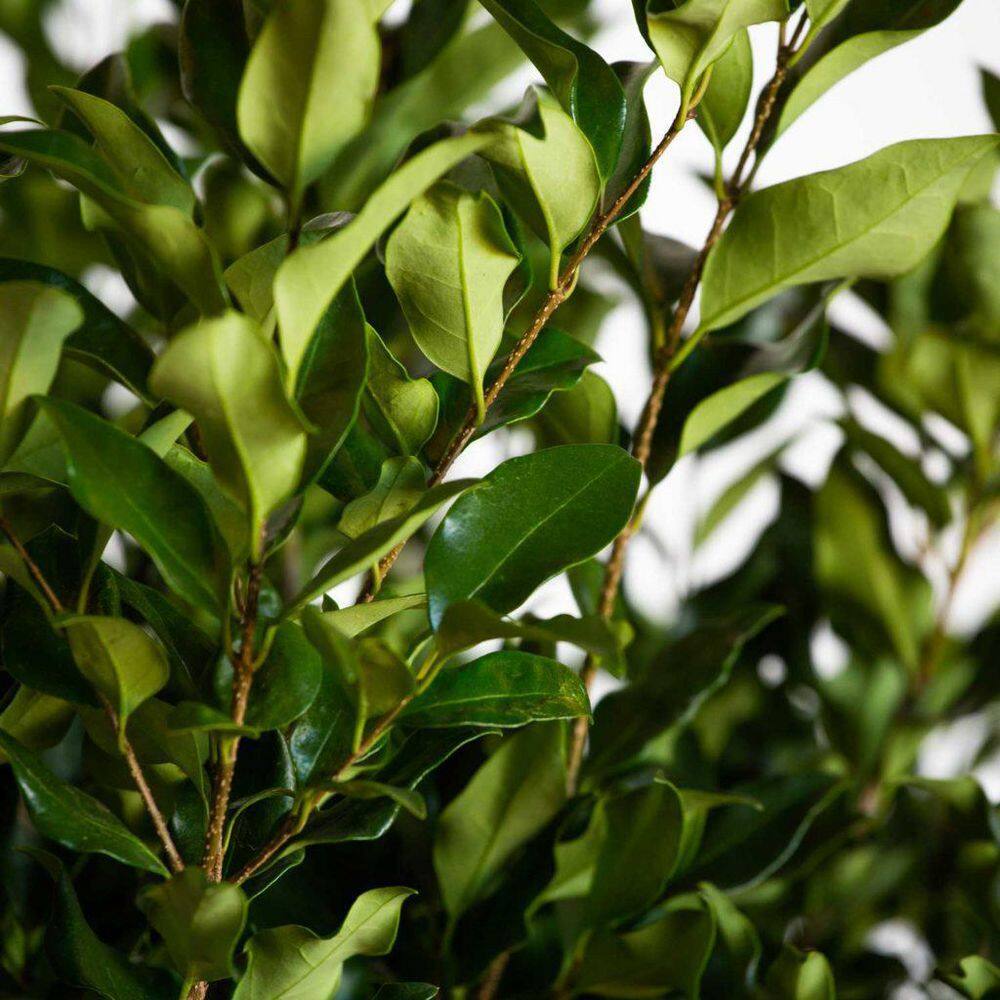 FLOWERWOOD 2.5 Gal - Wavy Leaf Ligustrum Recurvifolia Evergreen Shrub Creamy-White Flowers 39473FL