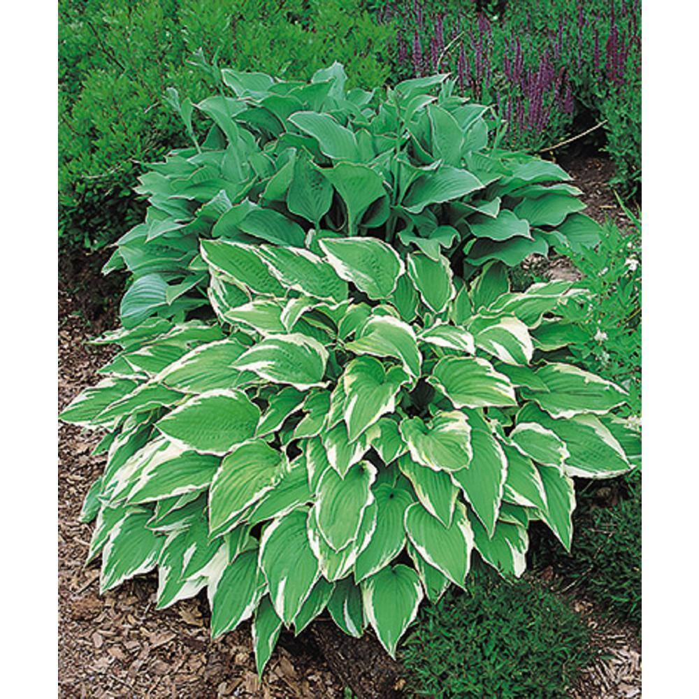 BELL NURSERY 1 Qt. Variegated Hosta Mix Live Perennial Plant (Pack of 4) HOSTAQTVG4PK